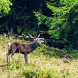 12 Foto: Erich Kilchherr, Gipf-Oberfrick