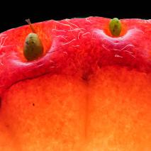 38 Foto: Erich Kilchherr, Gipf-Oberfrick