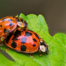 Tiere in der Natur