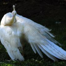 41 Foto: Rosmarie Hürner, Zuzgen